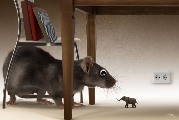 Rat with mouse_1